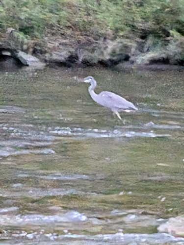Great Blue Heron