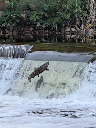 Chinook Salmon