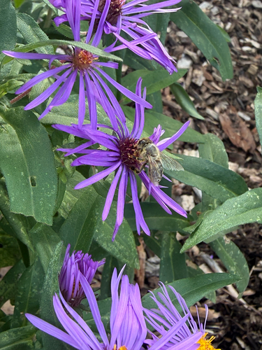 Western Honey Bee