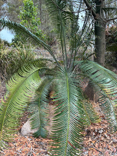 Lepidozamia peroffskyana, 2026-10-13