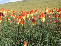 Kniphofia caulescens
