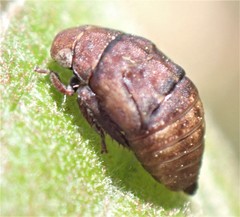 Penthimia americana