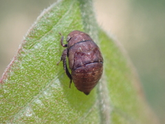 Penthimia americana