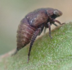 Penthimia americana
