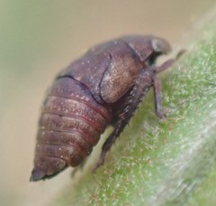 Penthimia americana