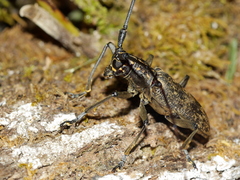 Epepeotes luscus