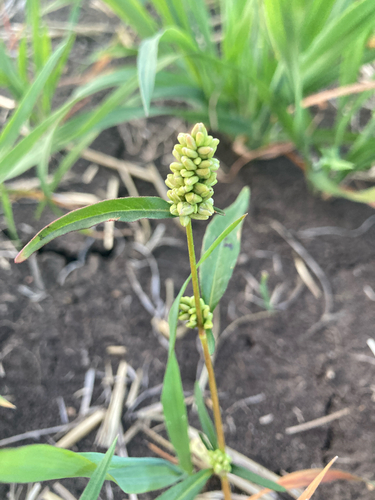 pale smartweed