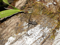 Epepeotes luscus
