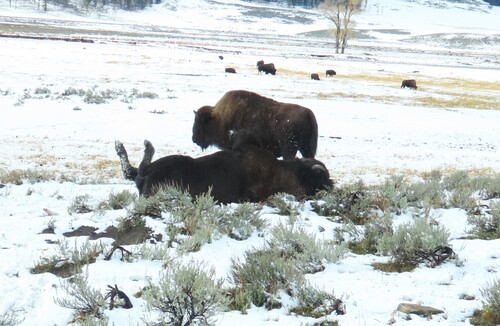Bison photographed at Park County, WY, USA