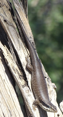 Trachylepis binotata