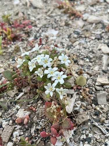 Zephyra compacta (Zephyra compacta)