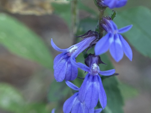 downy lobelia