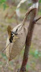 Sericopimpla australis