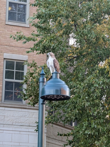 Red-tailed Hawk