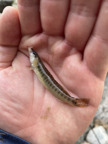 Slenderhead Darter