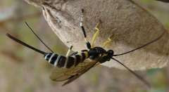 Sericopimpla australis