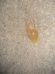 Rhynchospora filifolia