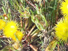 Apatesieae
