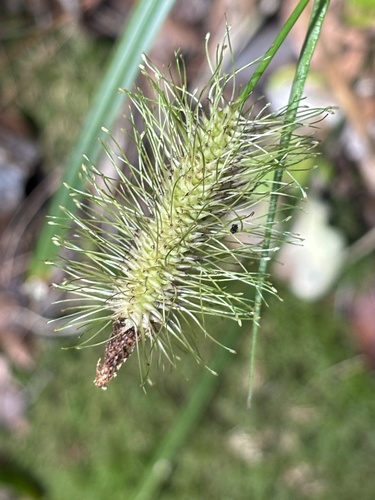 Uncinia observed 2026-10-12