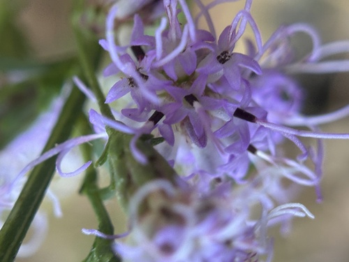 shaggy blazing star