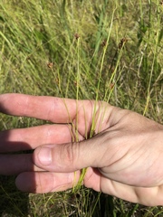 Rhynchospora filifolia