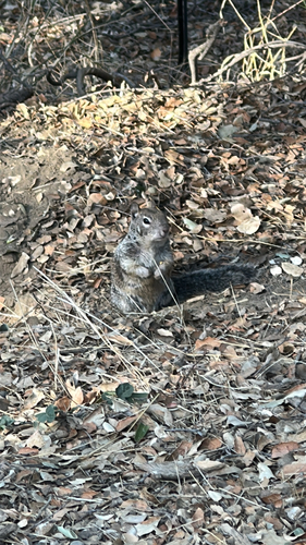 Douglas's Ground Squirrel observed by mrsco3124