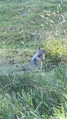 Douglas's Ground Squirrel observed by mrsco3124
