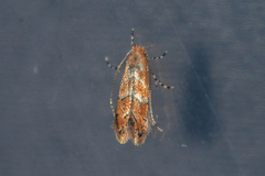 Cameraria aesculisella