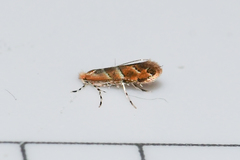 Cameraria aesculisella