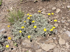 Helichrysum subglomeratum