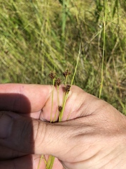 Rhynchospora filifolia