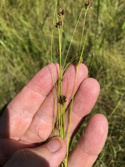 Rhynchospora filifolia