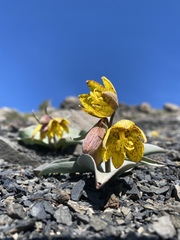 Fritillaria glauca
