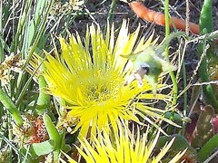 Apatesieae