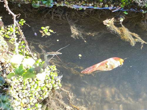 North American Common Water Strider