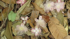 Lecythidaceae