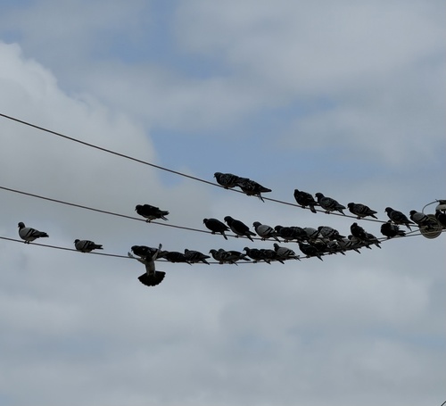 Feral Pigeon