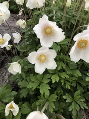 Anemonoides sylvestris