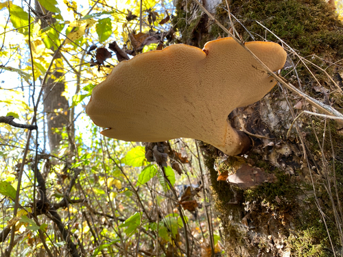 Dryad's Saddle