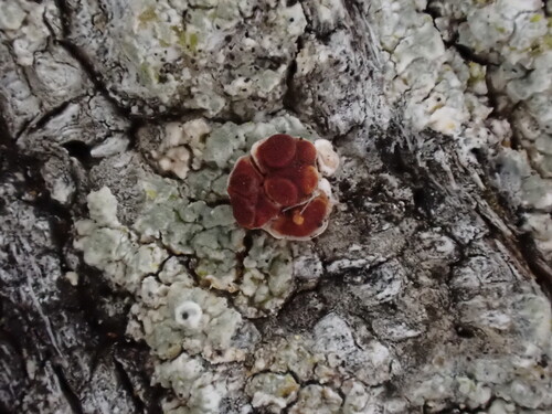Bacidia observed 2026-10-11