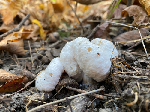 Aborted entoloma