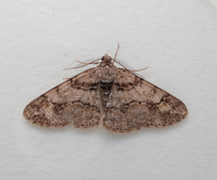 Cleora cinctaria