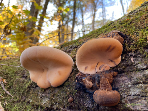 Resinous Polypore