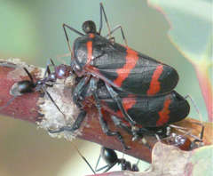 Eurymelops rubrovittata