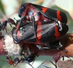 Eurymelops rubrovittata