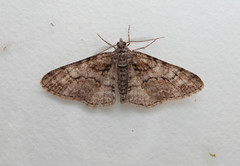 Cleora cinctaria
