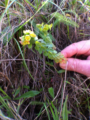 Euphorbia crenulata