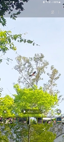 Black-collared Hawk