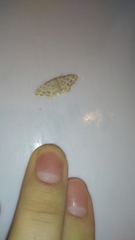Idaea camparia