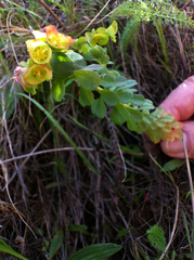 Euphorbia crenulata